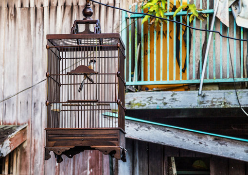 P&aacute;jaro Rabilargo Asi&aacute;tico  (Cyanopica Cyanus) en una jaula, decorando la fachada de una casa en las calles de Pangkalan Bun. Kalimant&aacute;n. Isla de Borneo. Indonesia.
