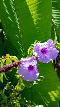 Flor  purpura com o sol batendo nelas