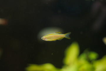 Danio choprae tropical fish in aquarium