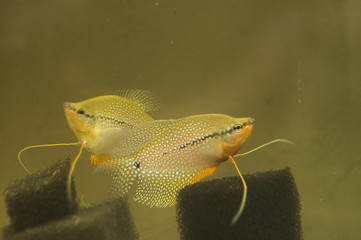 Trichogaster leerii tropical fish in aquarium