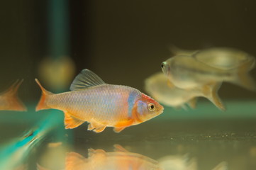 Notropis lutrensis tropical fish in aquarium
