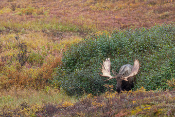 Alaska Yukon Bull Moose in Deanli National Park Alaska in Autumn