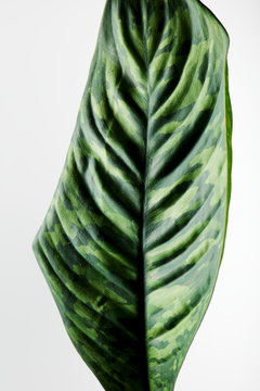 homalomena camouflage
