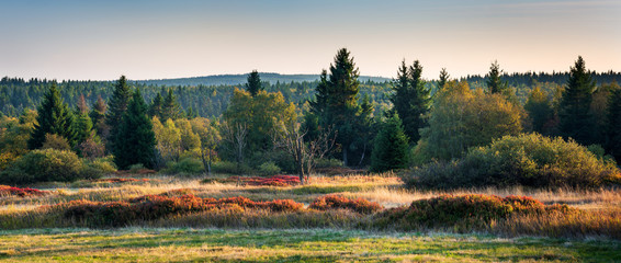 Boggy Forest with blueberry bushes in Autumn, Ore Mountains, Germany