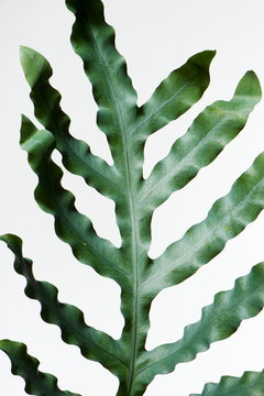 polypodium aureum glaucum