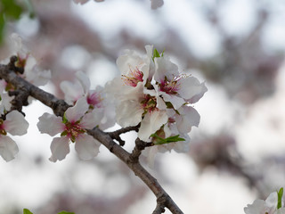 Flores de almendro,  Prunus dulcis. 