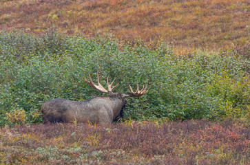 Alaska Yukon Bull Moose in Deanli National Park Alaska in Autumn