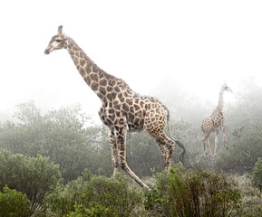 GIRAFFE