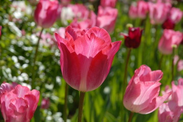 Pink tulip flower in a Spring garden, selective focus