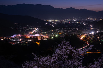 夜景桜