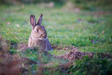 rabbit at sunrise in a burrow looking across the grassland