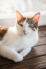 Closeup portrait of a cat. Relaxed domestic cat at home, indoor