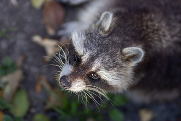 Waschbär Portrait |  Racoon
