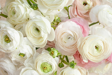 Elegance ranunculus background. Beautiful flowers composition in pastel colors: white and light pink. Perfectly for Birthday Women's and Valentine's Day Anniversary. Top view.