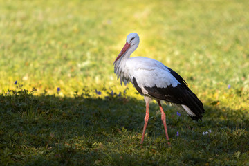 Storch auf Wiese