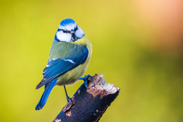 Blue Tit