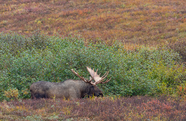 Alaska Yukon Bull Moose in Deanli National Park Alaska in Autumn