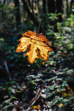Bigleaf maple leaf (Acer macrophyllum) in autumn, caught in small tree branch, lush temperate rainforest in background, along the North Fork Snoqualmie River, near North Bend, Washington,Maple leaf in autumn dangling in tree branch, dappled sunlight and temperate rainforest in background