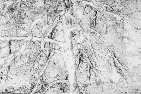 Black and white abstract (inverted) image of lush temperate rainforest, ferns, and moss-covered trees, along the North Fork Snoqualmie River, Mount Baker-Snoqualmie National Forest, Washington, near North Bend,Black and white abstract image of lush temperate rainforest, ferns, and moss-covered trees