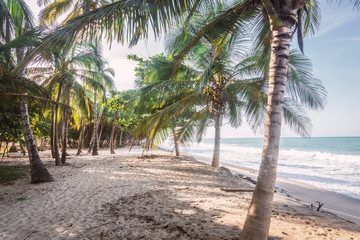a caribbean beach with palmtrees