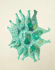 Scientific illustration of alga Pediastrum boryanum cell anatomy showing cell nucleus, mitochondria, chloroplast, golgi