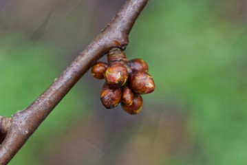 many brown buds on a thin tree branch in a spring garden