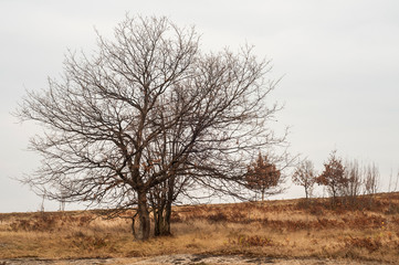 Autumn montain landscape closeup in cloudy day