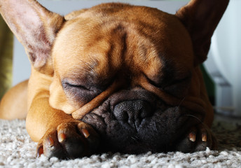 cute french bulldog fawn. brown. redhead