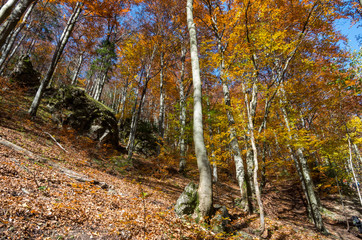 autumn in the forest