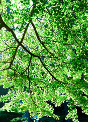 Fototapeta premium Green leaves and tree branches