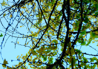 Yellow leaves with tree branches looking up at the sky