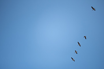 Fototapeta premium Geese Flying in the Sky