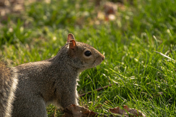 Fototapeta premium squirrel eating nut