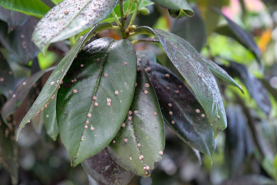 Green leaf of medlar covered with pests. Japanese Wax Shrimp - Ceroplastes japonicus Green. Insect of the family Pseudoscutum, quarantine pest. Leaves damaged by insects.