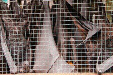Bats in unsafe conditions at Indonesian Market