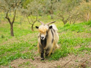 Beautiful goat specimen bred in the province of Rome