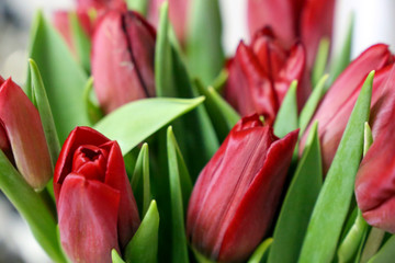 red tulips in the bouquet close up