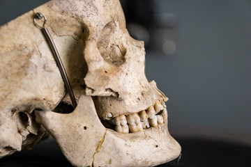 skull head bones isolated side close-up