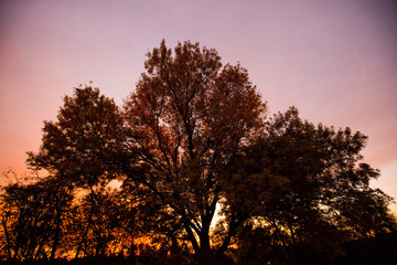 Fototapeta na wymiar Pastel Sunrise on Trees in the Fall Autumn