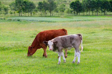The cattle were grazing in the meadow