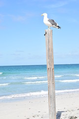 seagull on the beach