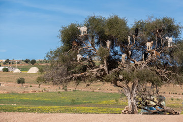 Goat Tree, Morocco