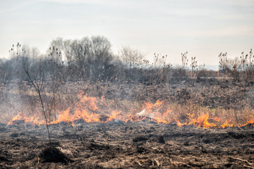 Burning grass in the field