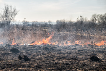 Burning grass in the field