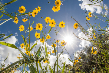 Yellow Florida Tickseed (Coreopsis floridana) in bloom from underneath against a blue sky in Myakka...