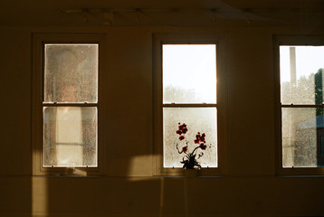 Window with strong sunlight shining through it and a flower on the windowsill