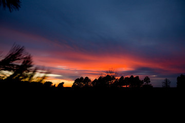 Orange and Blue Sunset Over Trees