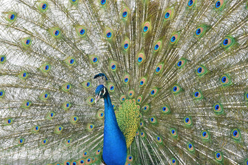 Naklejka premium peacock with feathers out