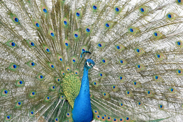 Obraz premium peacock with feathers out