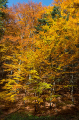 autumn leaves in the forest